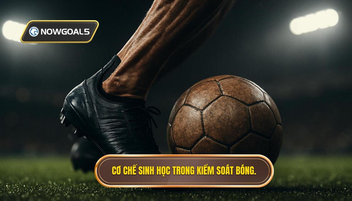 Phân tích Cơ chế Sinh học của Kỹ thuật Kiểm Soát Bóng Bằng Vai